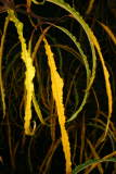 Rhamnus frangula 'Aspleniifolia' RCP11-07 101.jpg
